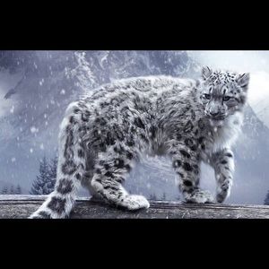 Meet your Posher, Zenas